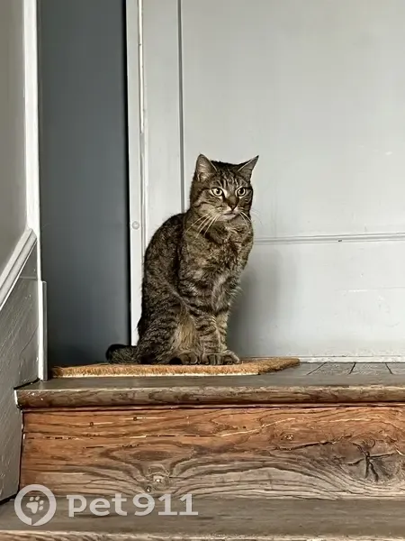 Chat tigre maigre trouvé à Dijon - photo