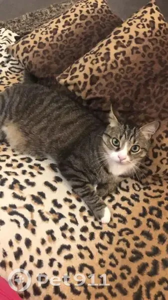 Chat Européen tigré perdu à Brest - photo