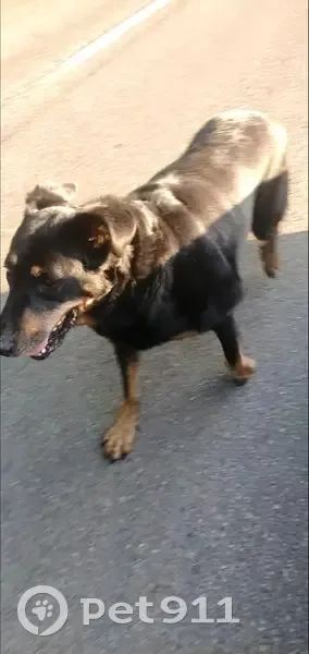 Chien Beauceron Trouvé près d'Auffay - photo