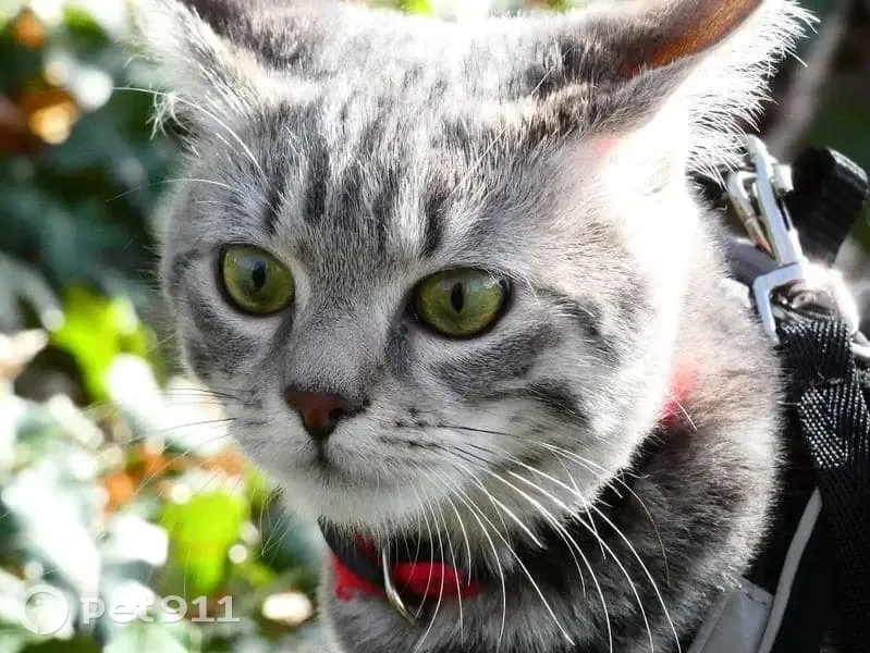Chatte tigrée gris perdue à Ludes - photo