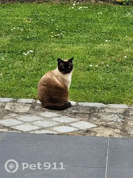 Chatte siamoise disparue à Vosves - photo