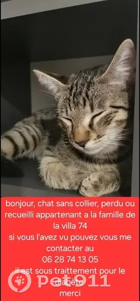 Chat craintif perdu - Diabétique - photo