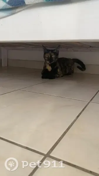 Chat Ceylan perdu à Avignon - photo