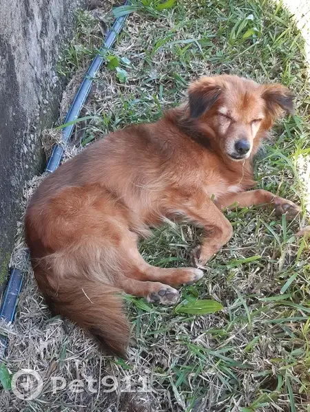 Chien perdu à St-Pierre retrouvé - photo