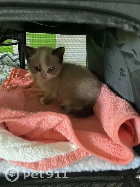 Chaton sauvé d'un moteur à Anglet - photo