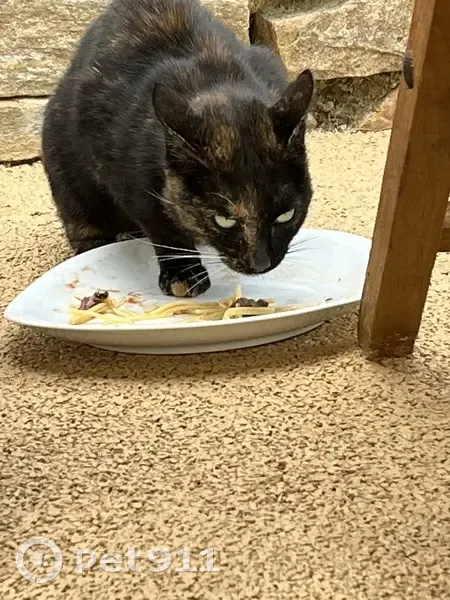 Chat noir et marron trouvé - photo