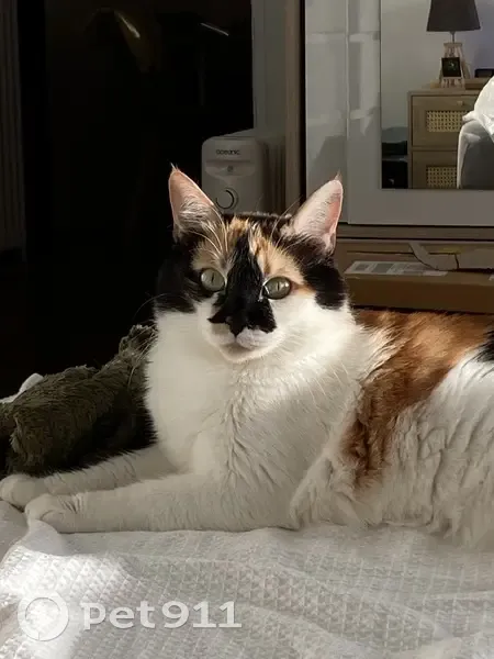 Chat écaille de tortue perdu à Toulon - photo