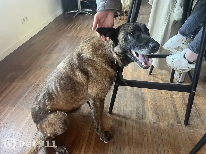 Chienne malinoise perdue à Camlez - photo
