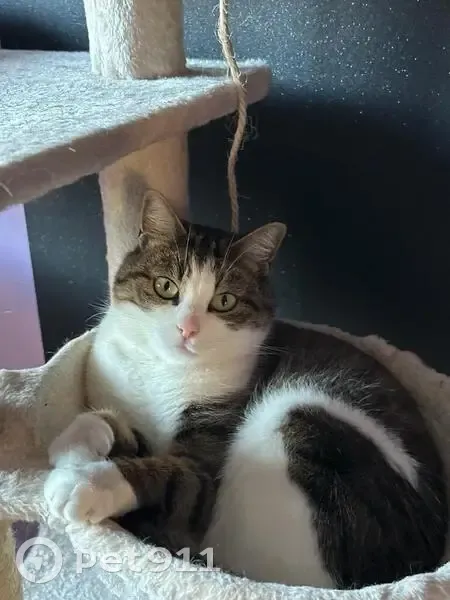 Rubi, chatte égarée à St-Ondras - photo