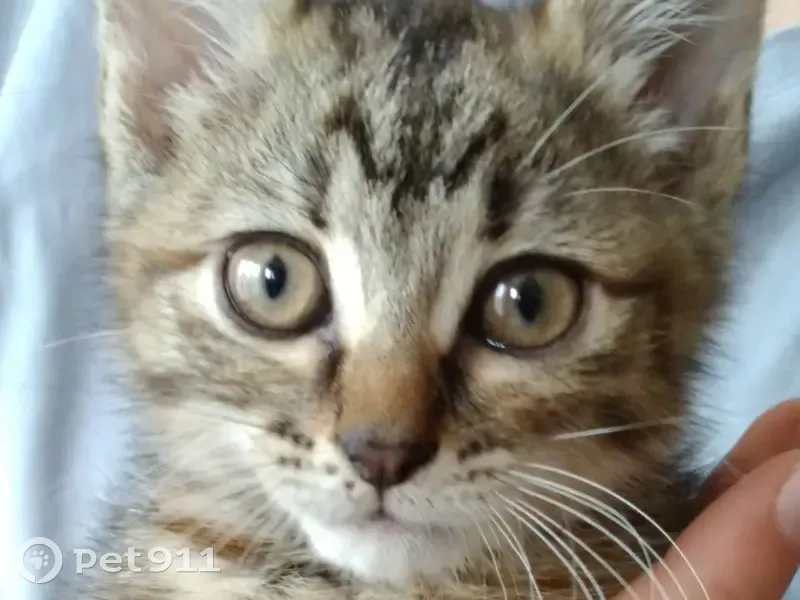 Chaton sauvé d'un moteur à Voiron - photo