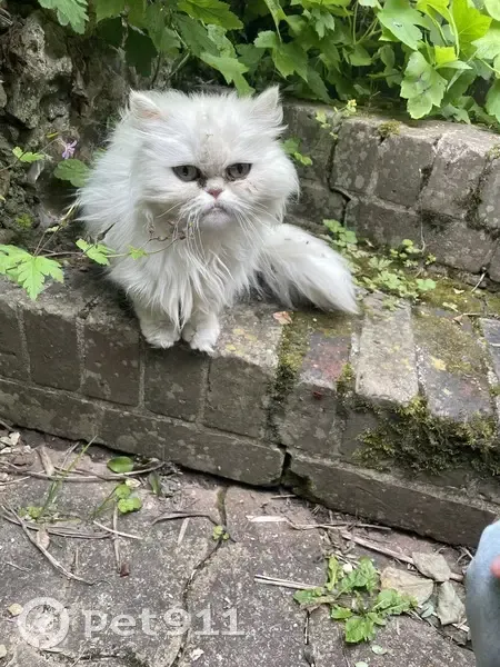 Chat maigre et sale trouvé à Rouen - photo