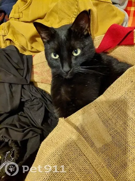 Chat noir perdu à La Rochelle - photo