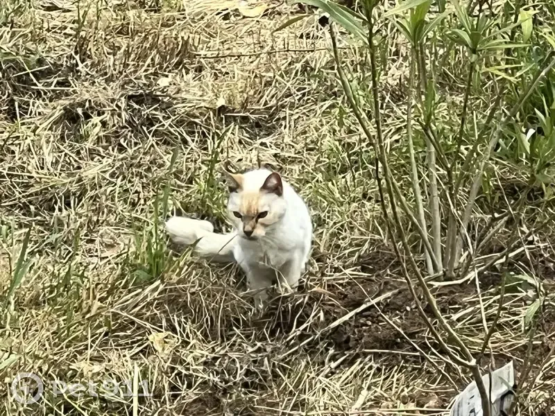 Chat crème malade trouvé à Fléac - photo