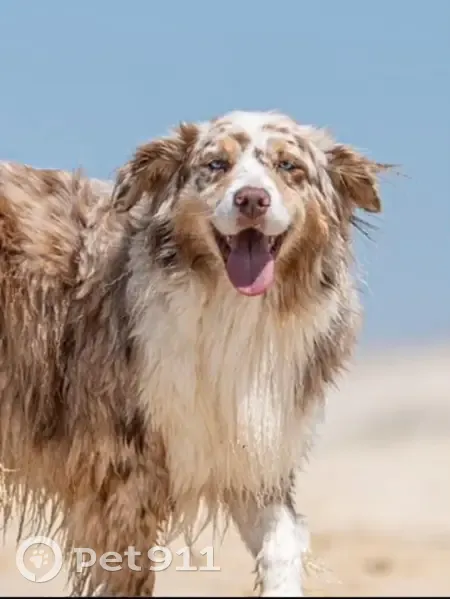 Chien perdu: Berger australien - photo