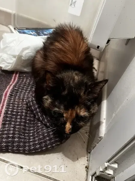 Chaton écaille trouvé à Vouvray - photo