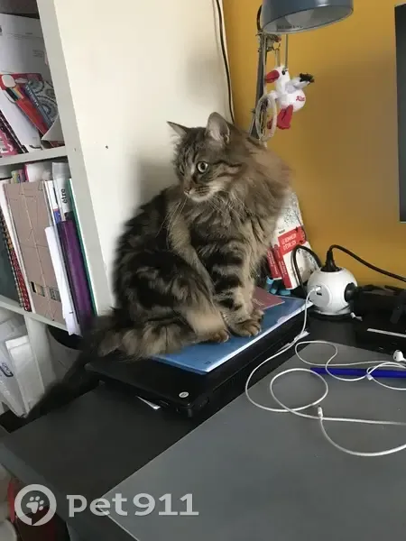 Avis de recherche: Chatte tigrée - photo
