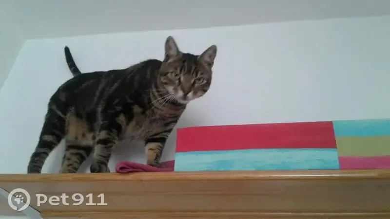 Chat Bowser disparu après opération - photo