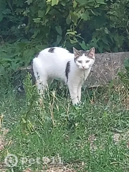 Chatte Connie perdue à Versailles - photo