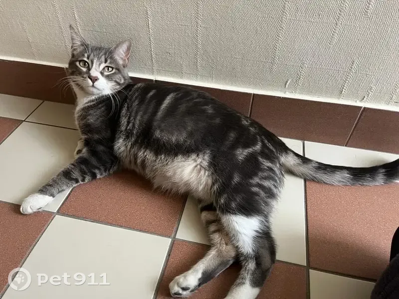 Chat gris Millo perdu à Luisant - photo