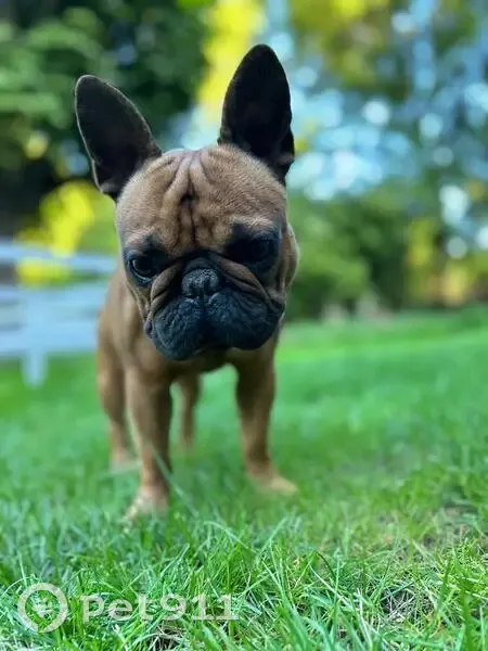 Bouledogue perdu à Villennes - photo