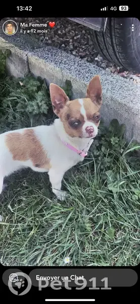 Chihuahua perdu à Louviers - photo