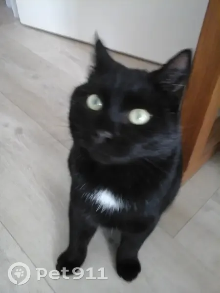 Chat noir et blanc perdu à Tessy-Bocage - photo