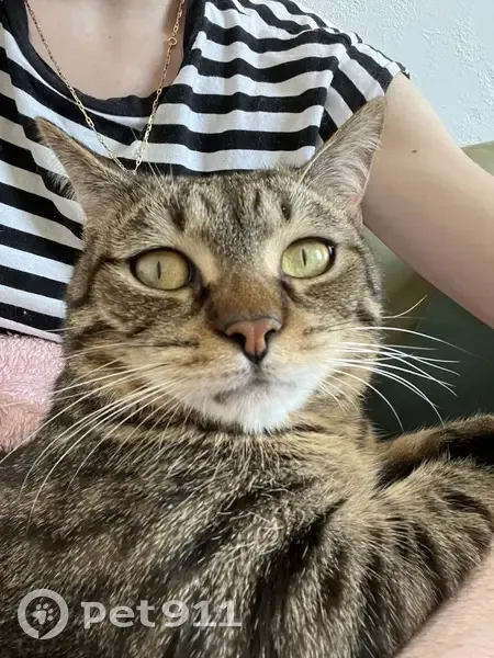 Chat tigré timide disparu à Bordeaux - photo