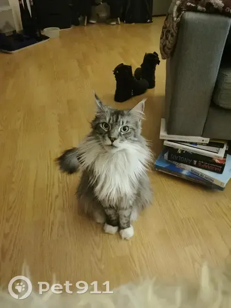 Chatte Ozalee perdue à Nantes - photo