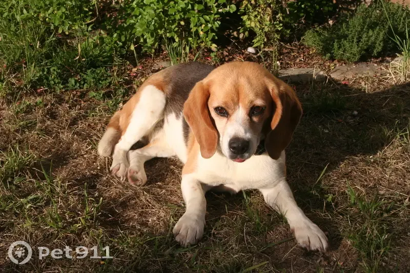 Disparition beagles Java & Tokyo - photo