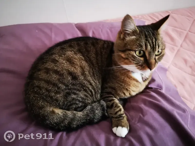 Chatte tigrée perdue à Boucau - photo