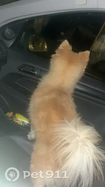 Chien perdu rendu à 1h rue d’aire - photo