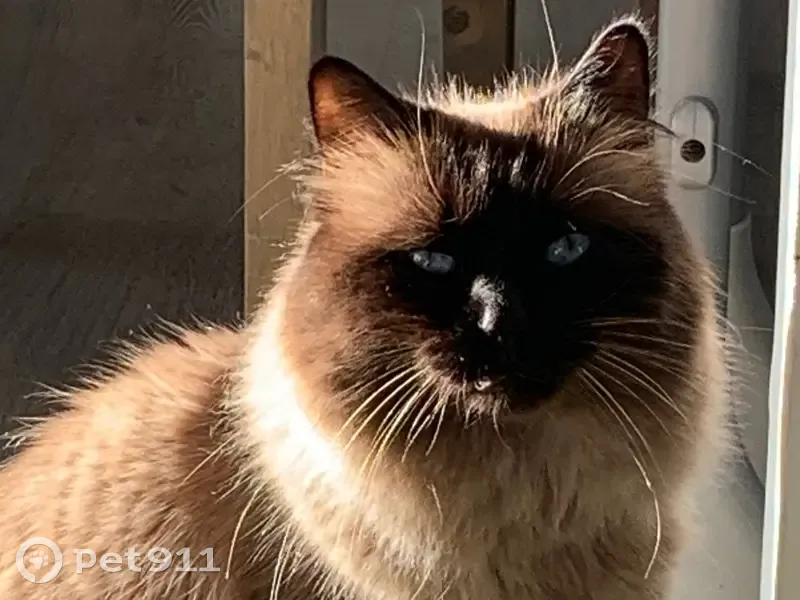 Chat perdu à Ajaccio, 26 - photo