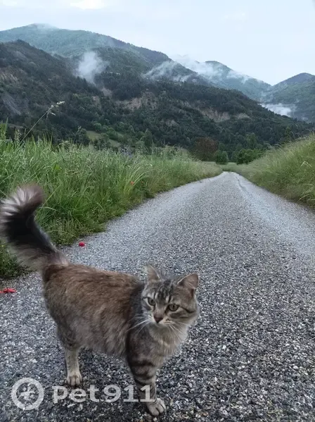 Chat tigré gris perdu à Valence - photo