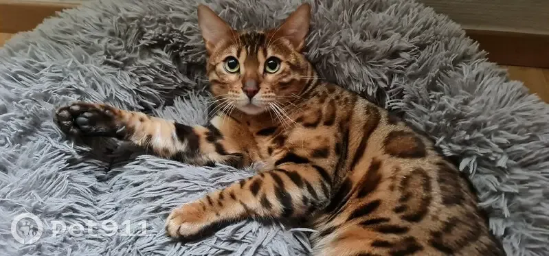 Chat Bengal perdu à Lyon - photo