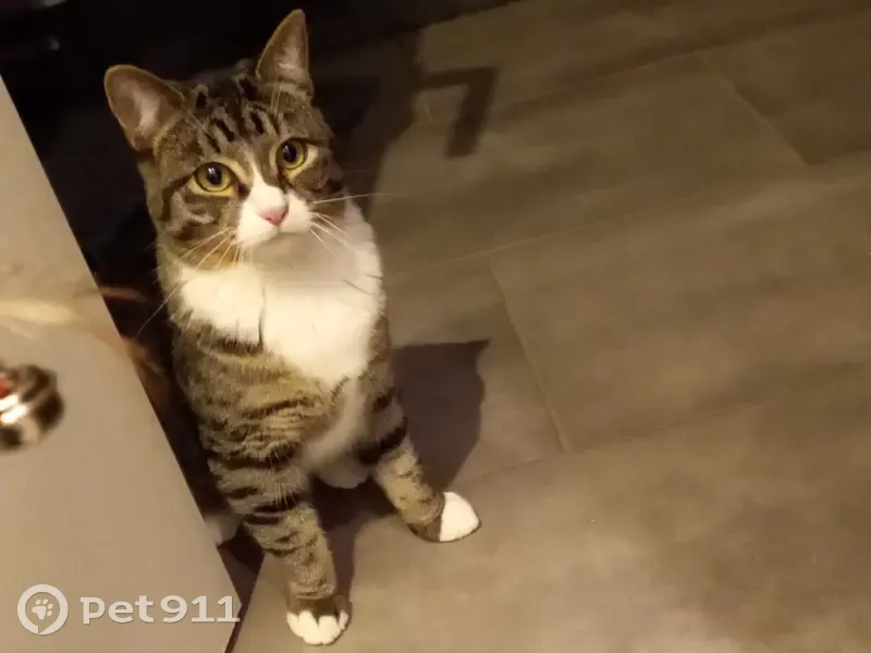 Chatte Tagada disparue à Larmor - photo