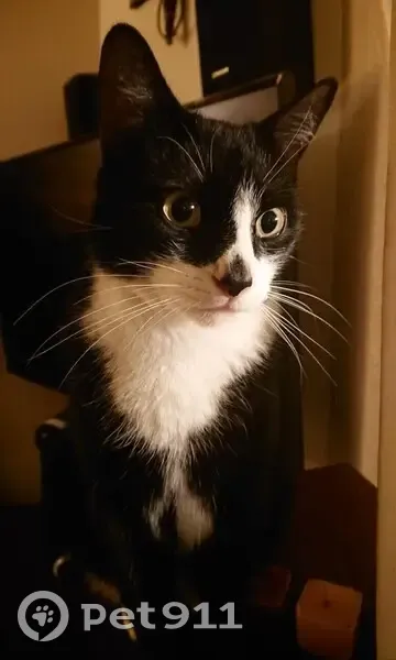Chat noir et blanc perdu à Reims - photo