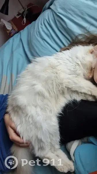Chat blanc et roux perdu - photo