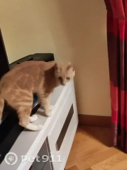 Chaton roux et blanc perdu - photo