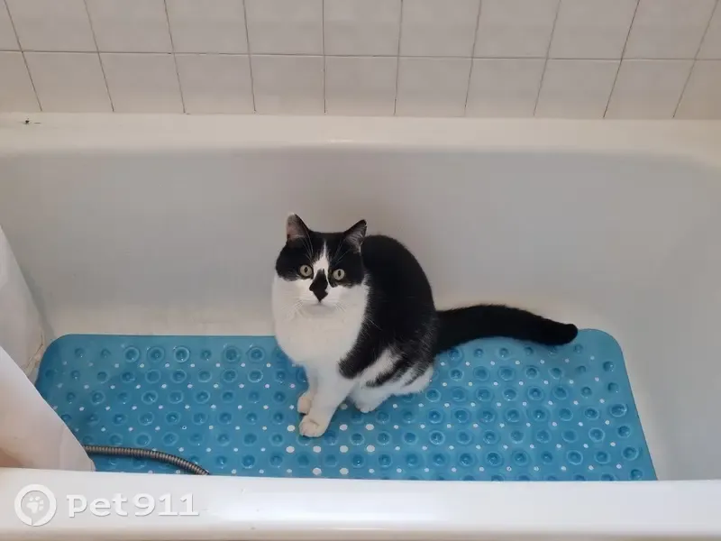 Chat noir et blanc perdu à Limours - photo