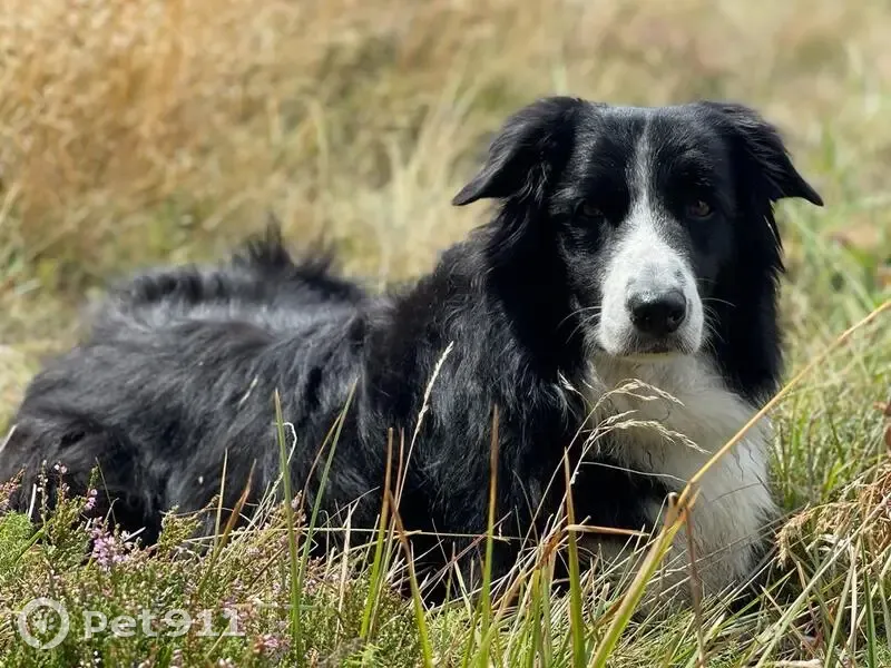 Chienne Border Collie Perdue - photo