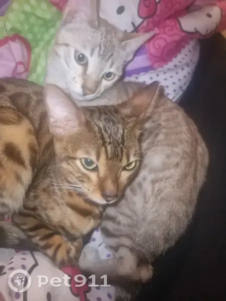 Avis de recherche: Chat Bengal - photo