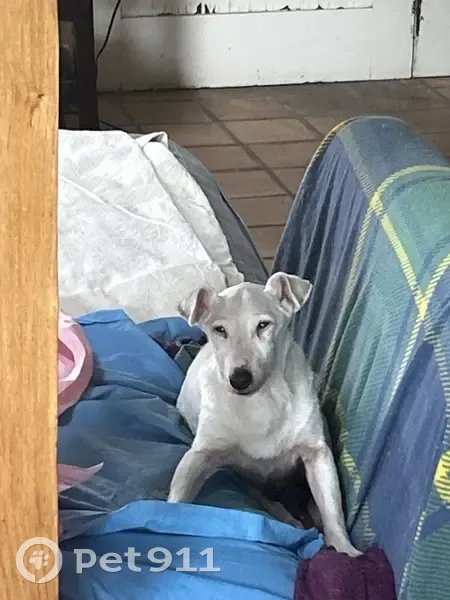 Chien Jack Russel âgé perdu - photo