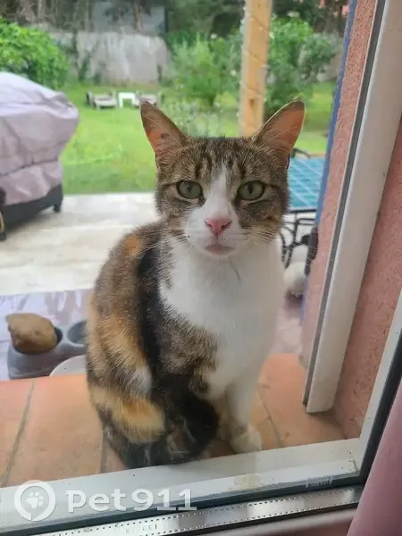 Chat tricolore tatoué trouvé - photo