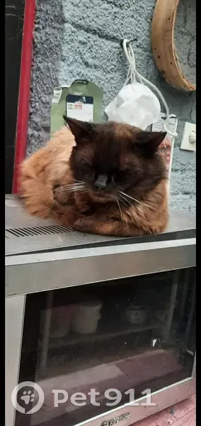 Chat siamois perdu à Roubaix - photo