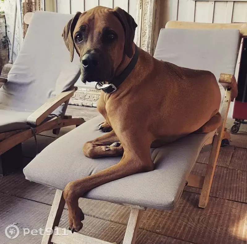 Chien Ridgeback Perdu à Gagnac - photo