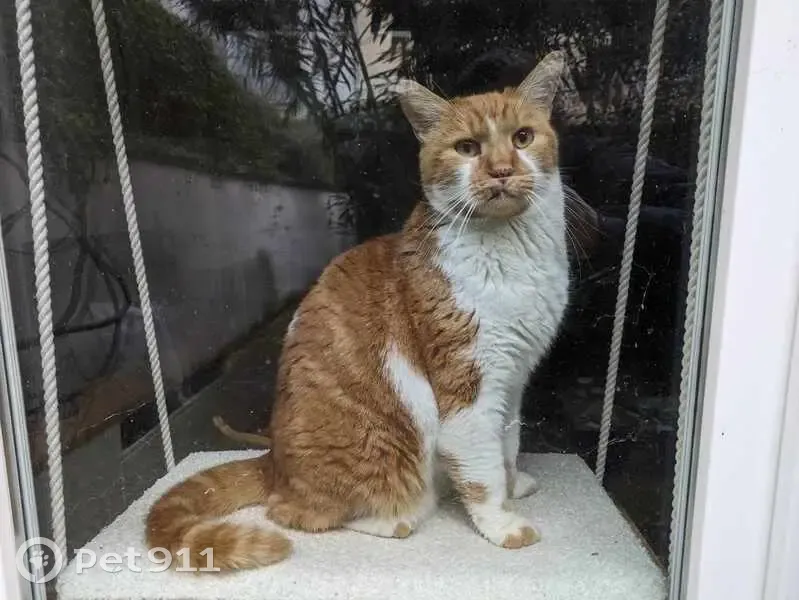 Chat Roux et Blanc Perdu à Lyon - photo