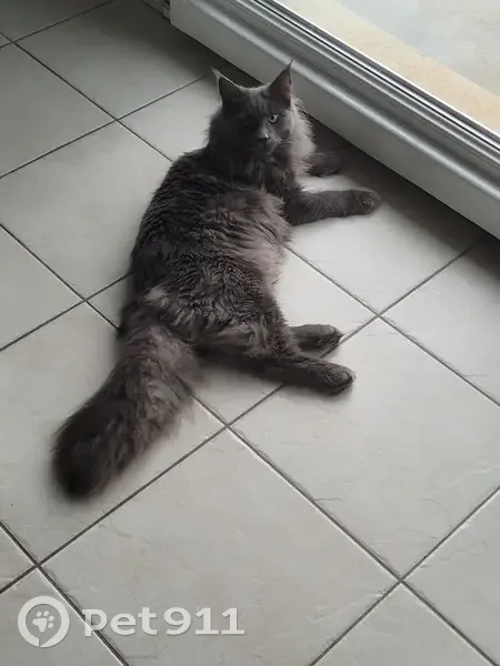 Chat Maine Coon perdu à Jouhe - photo