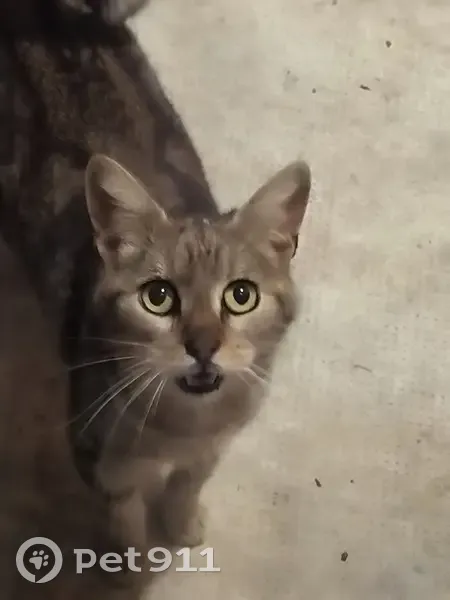Chat tigré fauve trouvé à Toulouse - photo