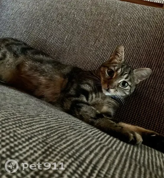 Chat Pepita disparu à Bordeaux - photo