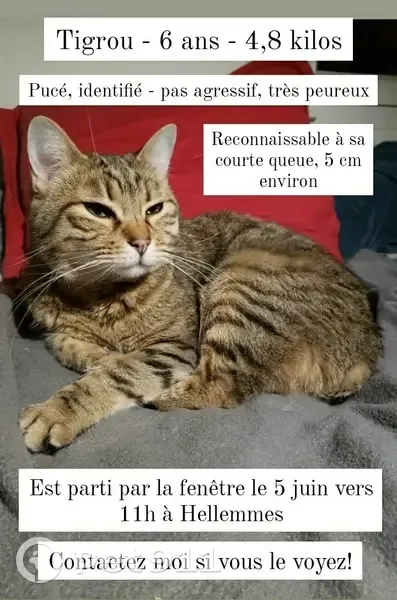 Chat tigré perdu à Lille - photo
